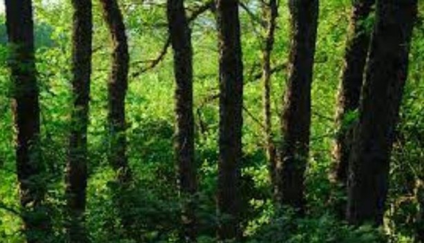 Foto - Bir trilyon ağaç için harekete geçiren ekolojist şaşırttı: Ağaç dikmeyi bırakın