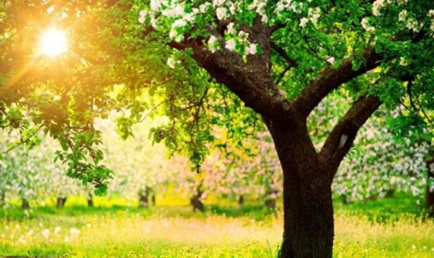 Foto - Bir trilyon ağaç için harekete geçiren ekolojist şaşırttı: Ağaç dikmeyi bırakın