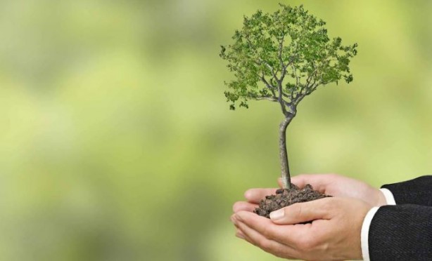 Foto - Bir trilyon ağaç için harekete geçiren ekolojist şaşırttı: Ağaç dikmeyi bırakın