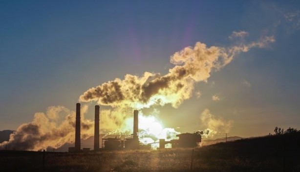 Foto - Bir trilyon ağaç için harekete geçiren ekolojist şaşırttı: Ağaç dikmeyi bırakın