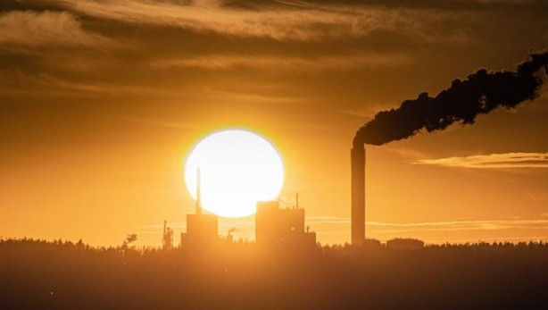Foto - Bir trilyon ağaç için harekete geçiren ekolojist şaşırttı: Ağaç dikmeyi bırakın