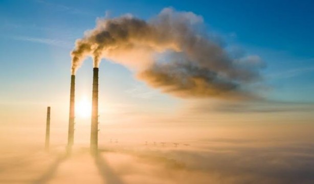 Foto - Bir trilyon ağaç için harekete geçiren ekolojist şaşırttı: Ağaç dikmeyi bırakın