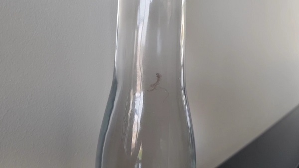 Foto - Bir türlü anlam veremediler! İçme suyunun içinden çıkanlar şaşırttı