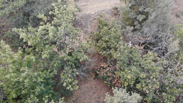 Foto - Bir türlü çare bulunamıyor! Kestane üretiminde büyük tehlike