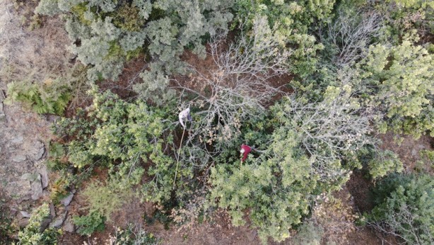 Foto - Bir türlü çare bulunamıyor! Kestane üretiminde büyük tehlike