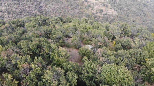 Foto - Bir türlü çare bulunamıyor! Kestane üretiminde büyük tehlike