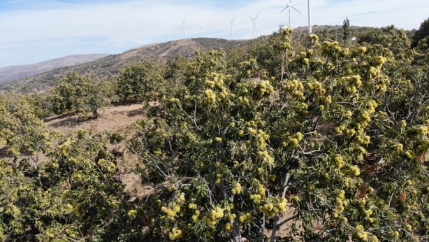 Foto - Bir türlü çare bulunamıyor! Kestane üretiminde büyük tehlike
