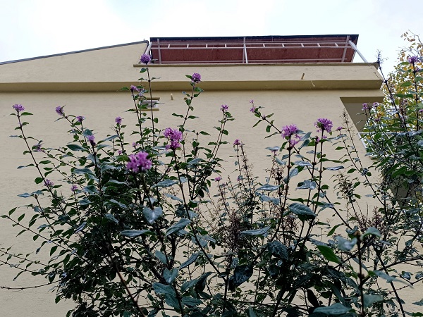 Foto - Bir yanda kara kış bir yanda bahar