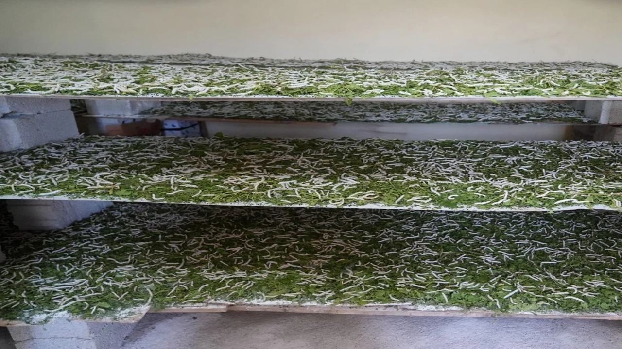 Foto - Bir yaprak, bir böcek Koç’a servet kazandırdı: Dalga geçenler, o kazanca inanamadı