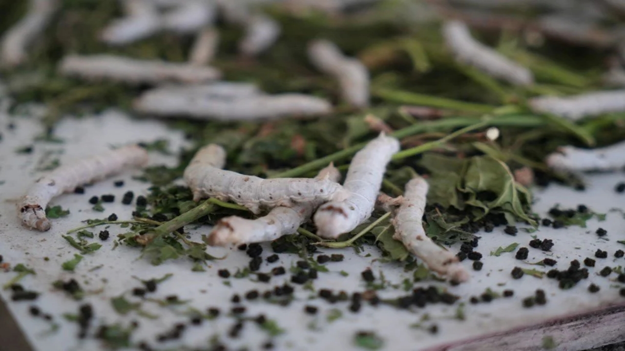 Foto - Bir yaprak, bir böcek Koç’a servet kazandırdı: Dalga geçenler, o kazanca inanamadı