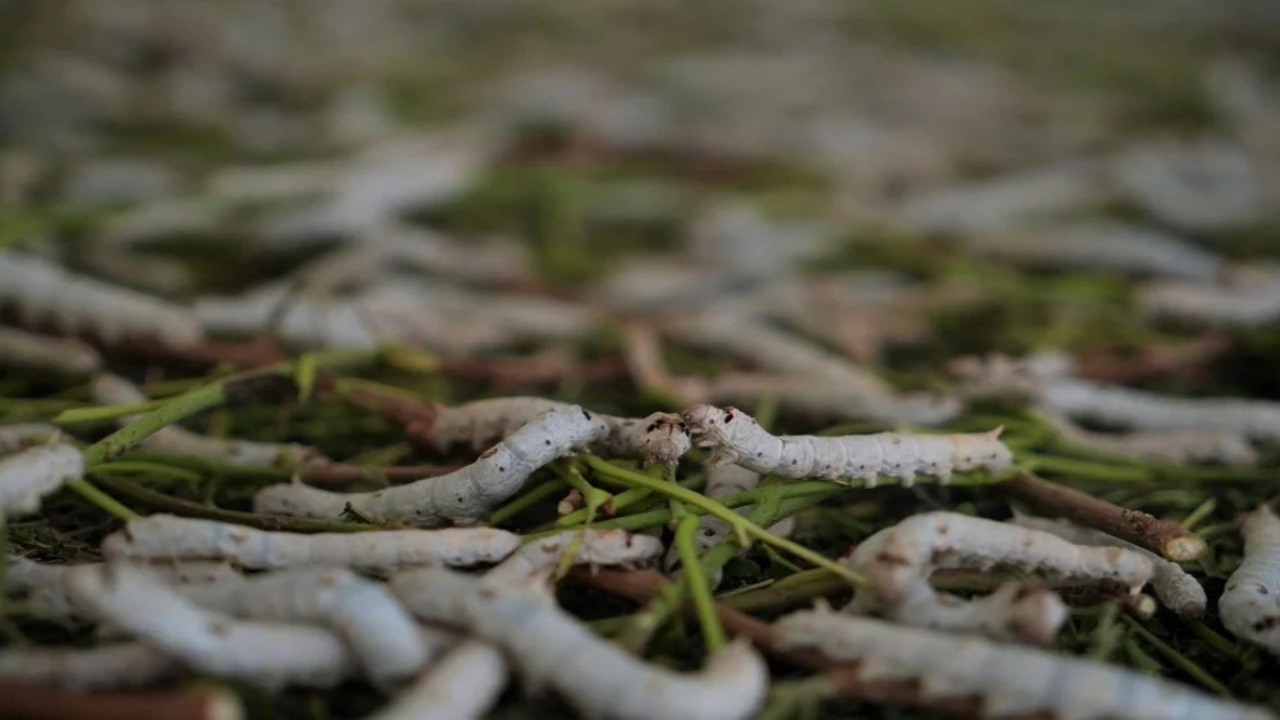 Bir yaprak, bir böcek Koç’a servet kazandırdı: Dalga geçenler, o kazanca inanamadı
