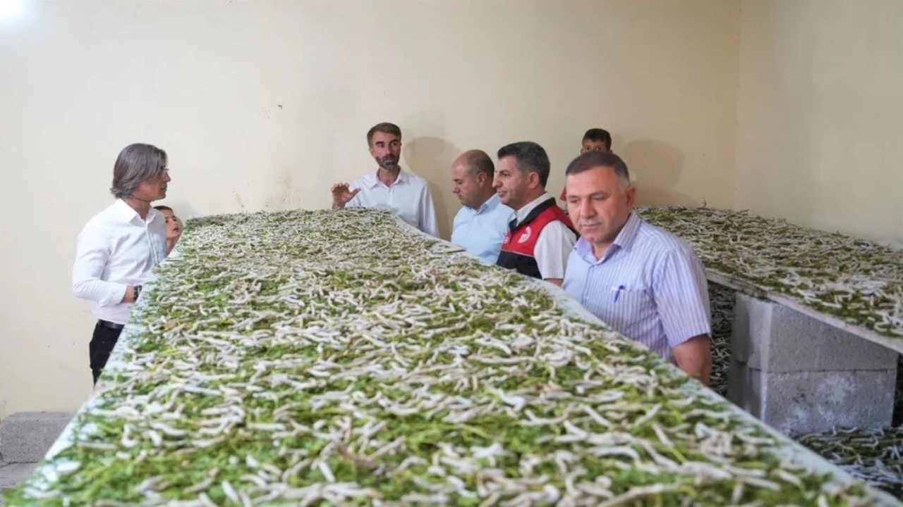 Foto - Bir yaprak, bir böcek Koç’a servet kazandırdı: Dalga geçenler, o kazanca inanamadı