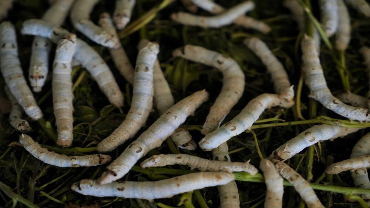 Foto - Bir yaprak, bir böcek Koç’a servet kazandırdı: Dalga geçenler, o kazanca inanamadı