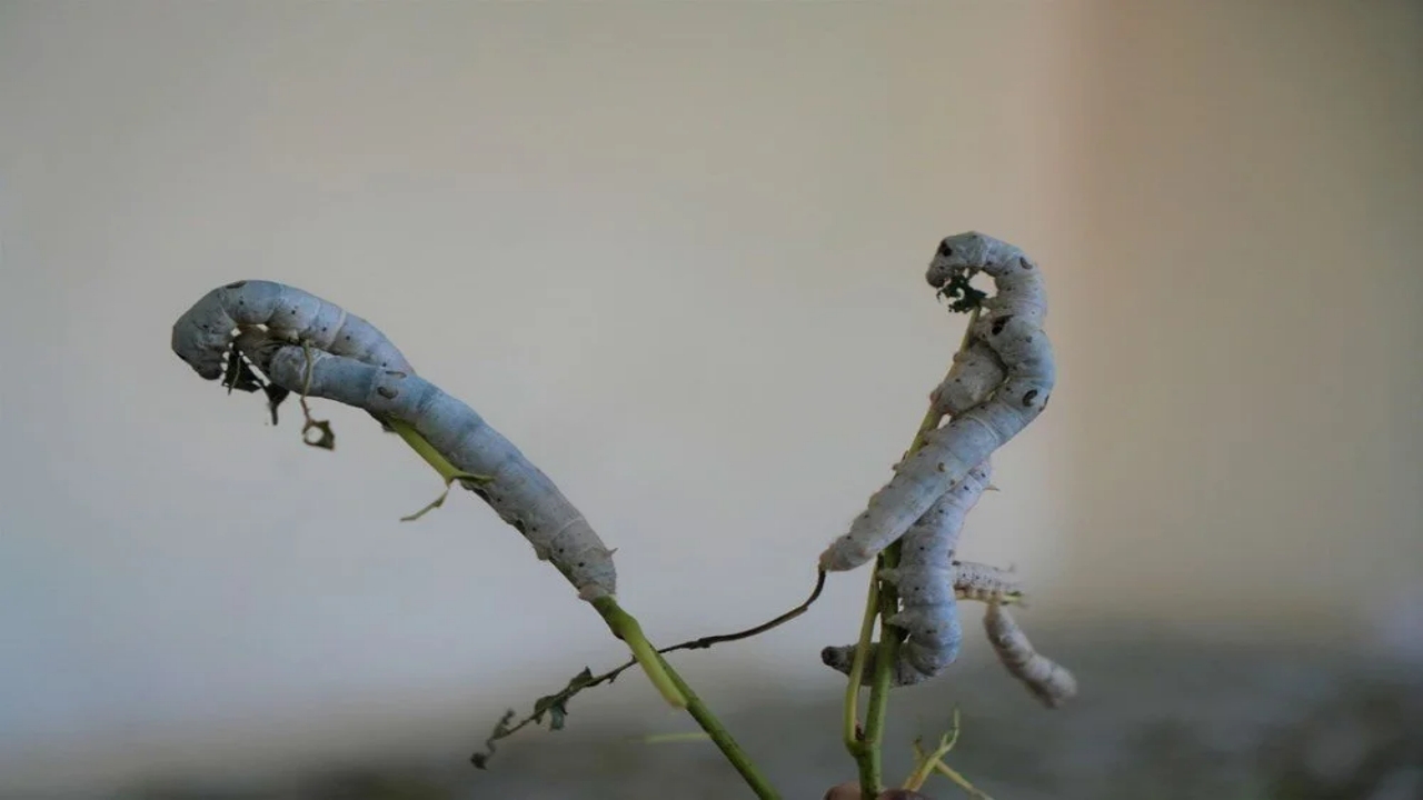 Foto - Bir yaprak, bir böcek Koç’a servet kazandırdı: Dalga geçenler, o kazanca inanamadı