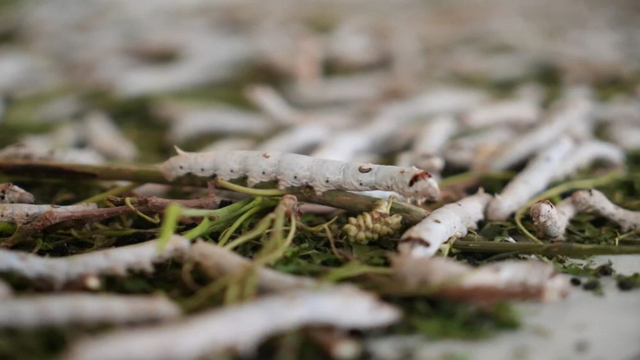 Foto - Bir yaprak, bir böcek Koç’a servet kazandırdı: Dalga geçenler, o kazanca inanamadı