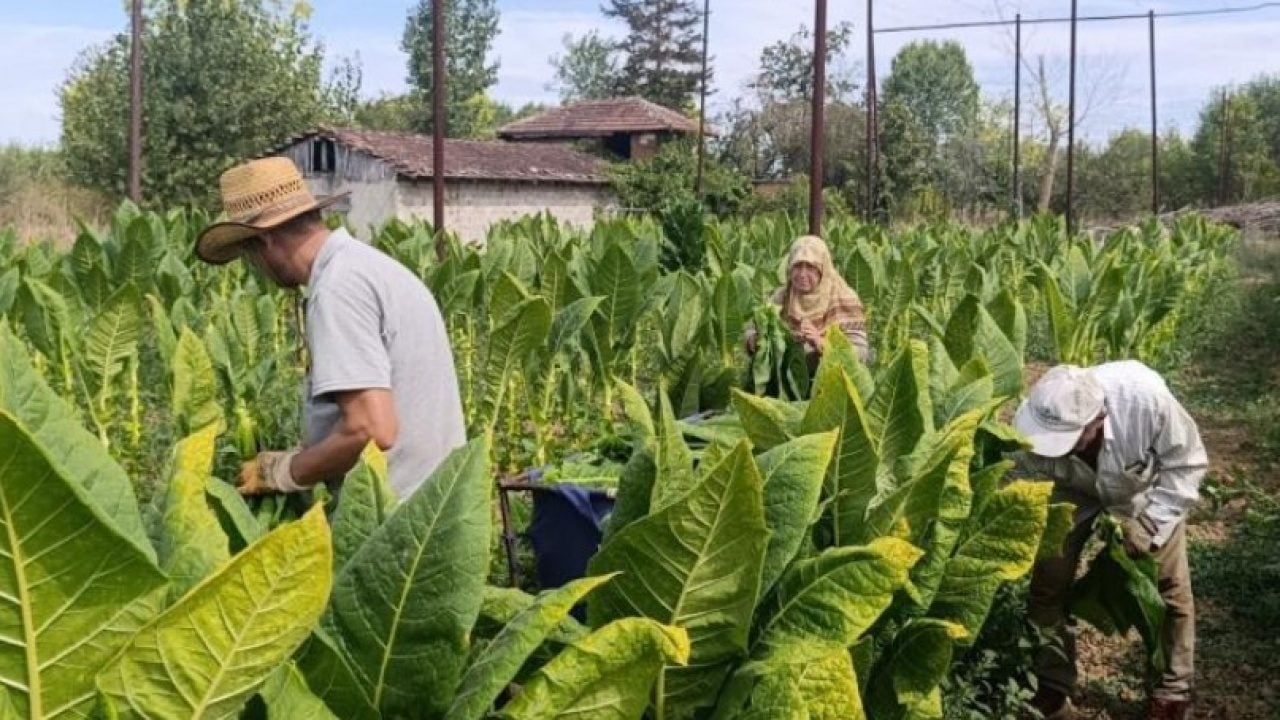 Foto - Bir zamanlar deneme için ekilmişti! Şimdi ilçenin geçim kapısı oldu