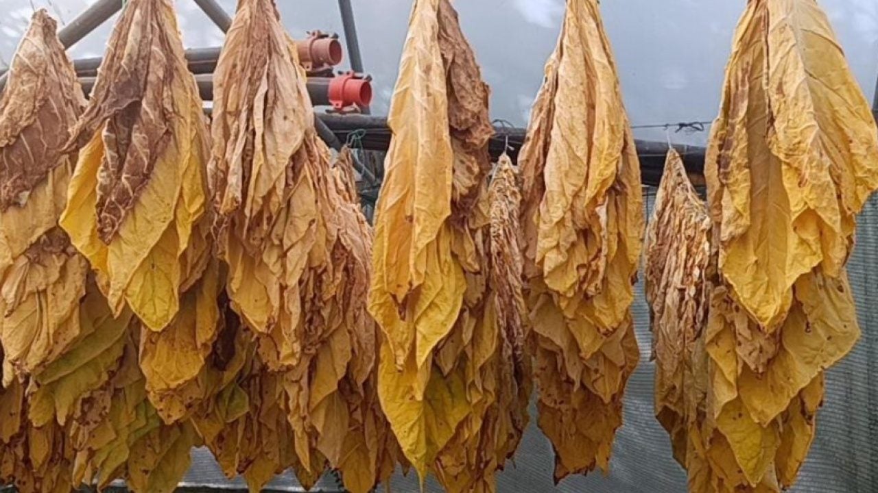 Foto - Bir zamanlar deneme için ekilmişti! Şimdi ilçenin geçim kapısı oldu