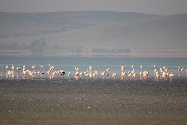 Foto - Bir zamanlar kuşların uğrak noktasıydı! Tamamen kurudu çöle döndü