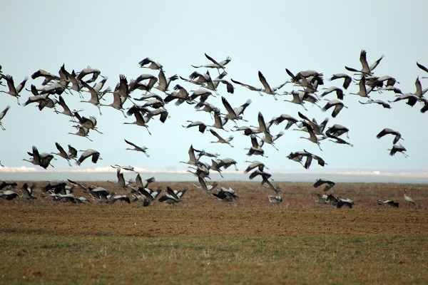Foto - Bir zamanlar kuşların uğrak noktasıydı! Tamamen kurudu çöle döndü