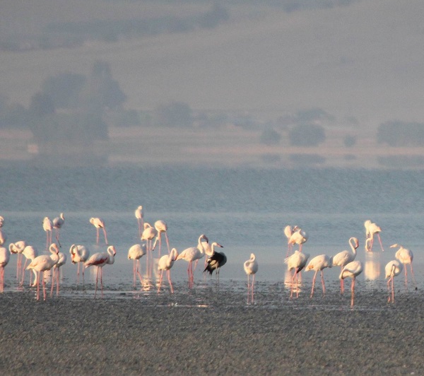 Foto - Bir zamanlar kuşların uğrak noktasıydı! Tamamen kurudu çöle döndü