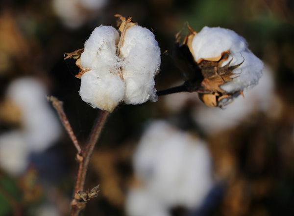 Foto - Bir zamanlar pamuk diyarıydı! Artık orada tropikal meyve yetişiyor