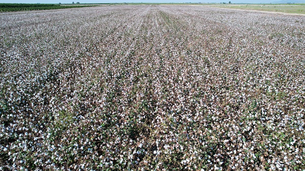 Foto - Bir zamanlar pamuk diyarıydı! Artık orada tropikal meyve yetişiyor