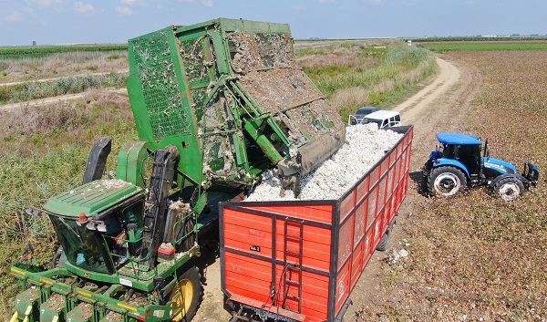 Foto - Bir zamanlar pamuk diyarıydı! Artık orada tropikal meyve yetişiyor