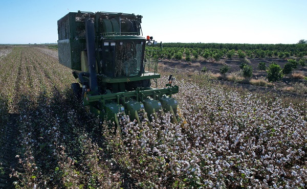 Foto - Bir zamanlar pamuk diyarıydı! Artık orada tropikal meyve yetişiyor