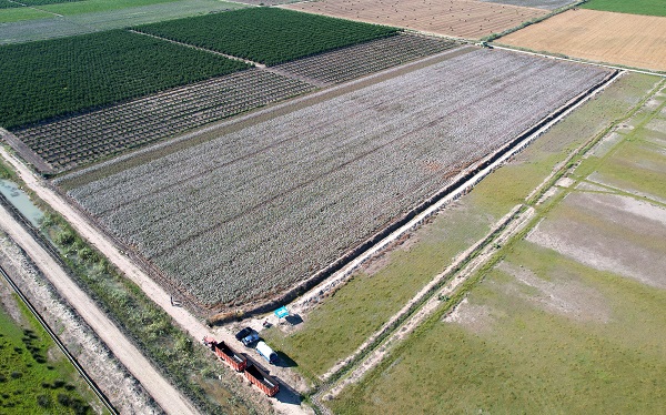 Foto - Bir zamanlar pamuk diyarıydı! Artık orada tropikal meyve yetişiyor