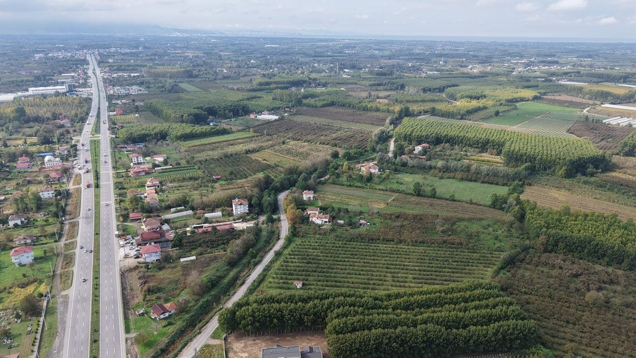 Foto - Bir zamanlar sebze deposuydu! Çarşamba Ovası artık Çarşamba ormanlığı oldu