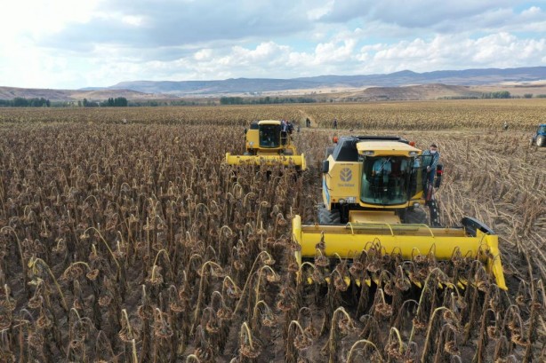 Foto - Bir zamanlar zam üstüne zam geliyordu! Yağlık ayçiçeği üretiminde büyük müjde