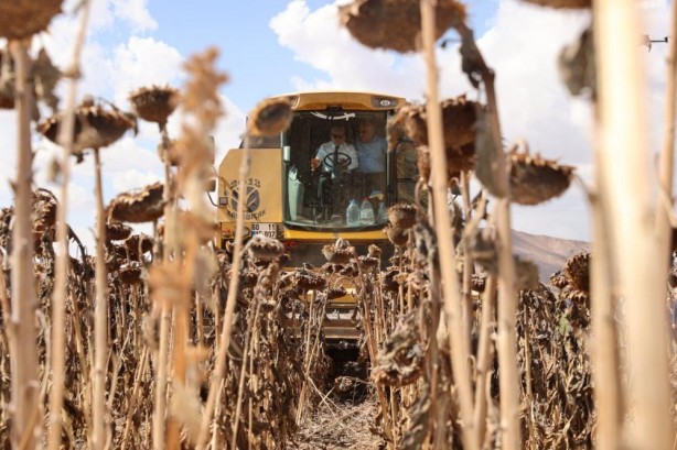 Foto - Bir zamanlar zam üstüne zam geliyordu! Yağlık ayçiçeği üretiminde büyük müjde
