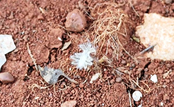 Foto - Biraz daha dikkatli bakın, sizce neye benziyor! 