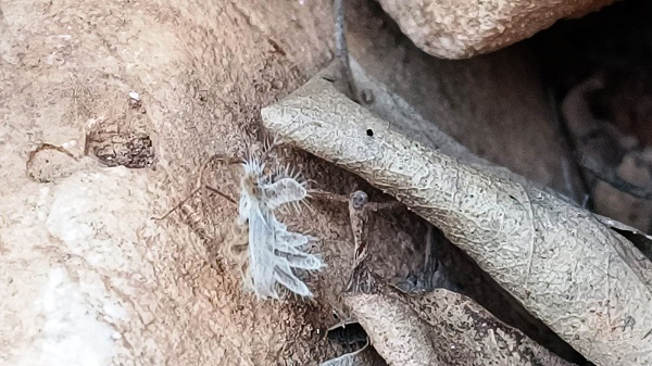 Foto - Biraz daha dikkatli bakın, sizce neye benziyor! 