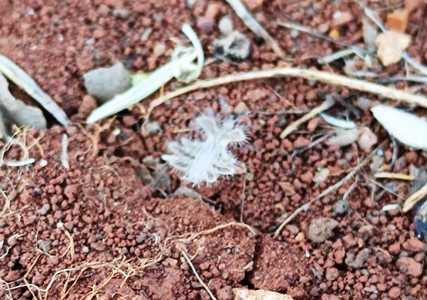 Foto - Biraz daha dikkatli bakın, sizce neye benziyor! 
