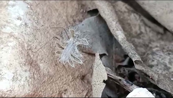 Foto - Biraz daha dikkatli bakın, sizce neye benziyor! 