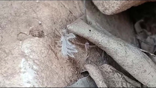 Foto - Biraz daha dikkatli bakın, sizce neye benziyor! 