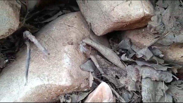 Foto - Biraz daha dikkatli bakın, sizce neye benziyor! 