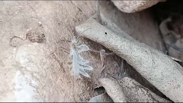 Foto - Biraz daha dikkatli bakın, sizce neye benziyor! 