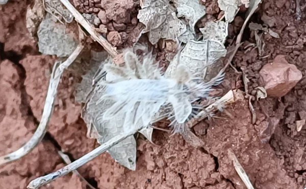 Biraz daha dikkatli bakın, sizce neye benziyor! 