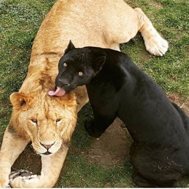 Foto - Birbirinden ilginç fotoğraflar