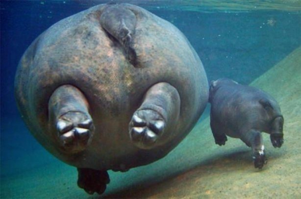 Foto - Birbirinden ilginç görüntüler