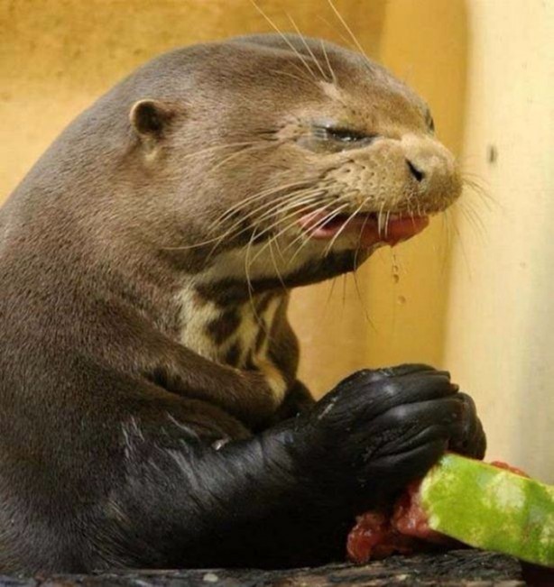 Foto - Birbirinden ilginç görüntüler