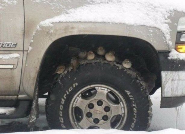 Foto - Birbirinden ilginç görüntüler