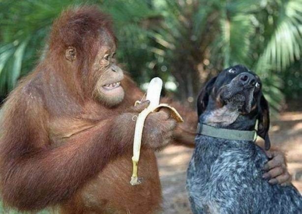 Foto - Birbirinden ilginç görüntüler