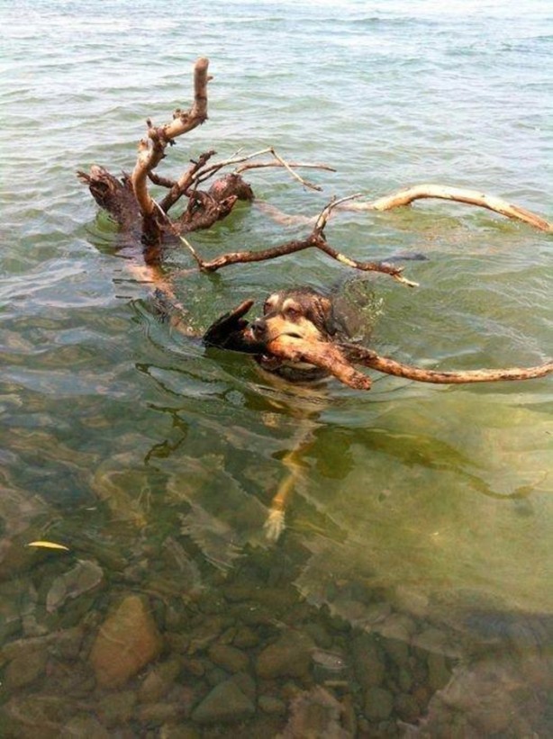 Foto - Birbirinden ilginç görüntüler