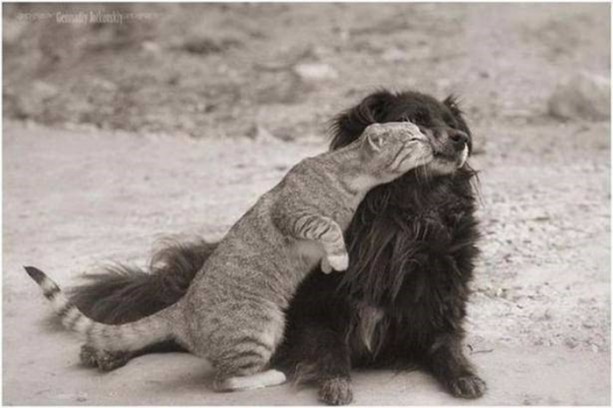 Foto - Birbirinden ilginç görüntüler