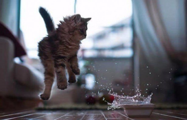 Foto - Birbirinden ilginç görüntüler