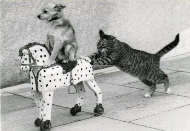 Foto - Birbirinden ilginç görüntüler