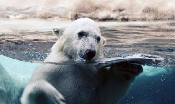 Foto - Birbirinden ilginç görüntüler